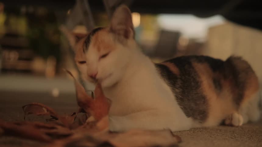 A small calico kitten lies under a car, playfully batting and chewing on a large dried leaf in slow motion