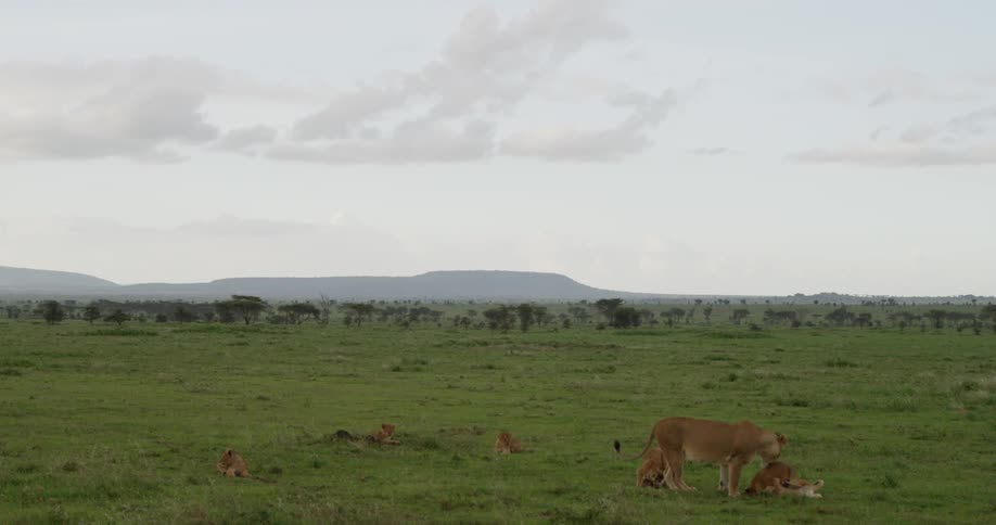 Lioness watches over her pride of cubs on a grassy open plain