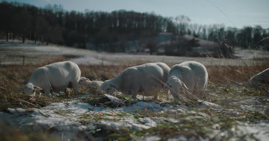 A peaceful flock of white sheep graze in a sunlit pasture lightly covered in snow