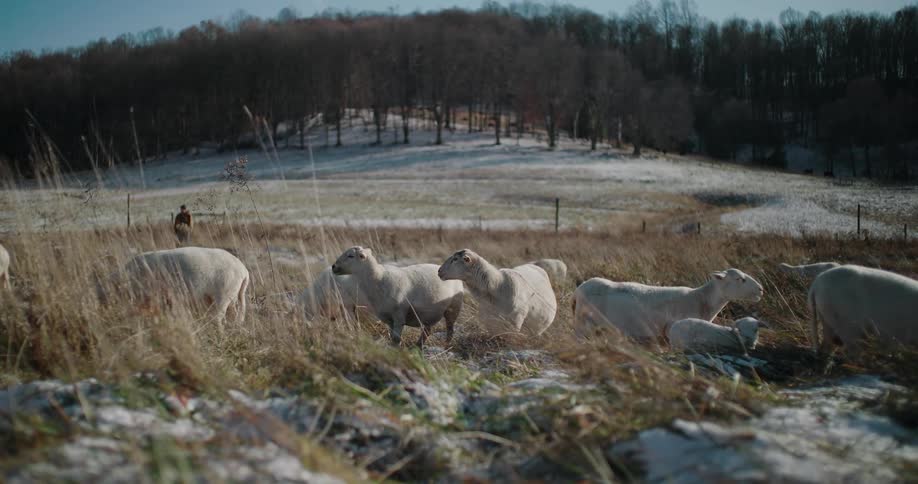 A flock of sheep grazes in a sunlit, snowy pasture on a cold winter day while a farmer watches in the distance