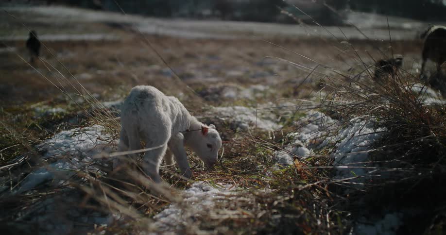 A fluffy newborn white lamb grazes for the first time in a snowy, sunlit field in slow motion