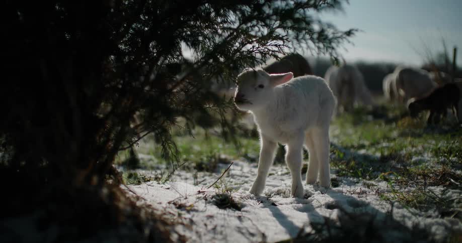 A curious newborn white lamb stands in a snowy field, nibbling on an evergreen branch in the gentle sunlight