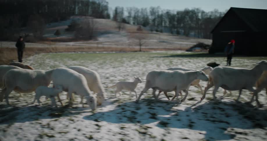 Tracking shot follows a flock of sheep and lambs as they are herded across a snowy pasture on a sunny winter day