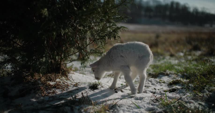 A curious newborn white lamb stands in a snowy pasture next to a small evergreen tree