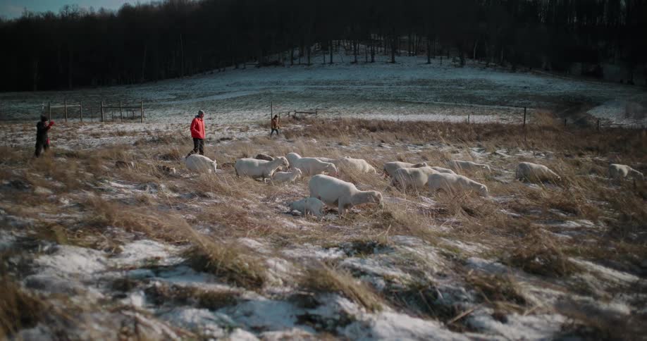 Shepherds guide a flock of sheep and lambs grazing across a windy, snow-dusted field in the countryside