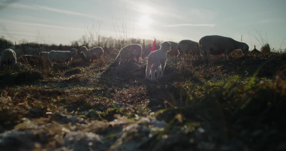 A newborn lamb wakes up from the frosty ground and stands for the first time as the sun rises over the flock
