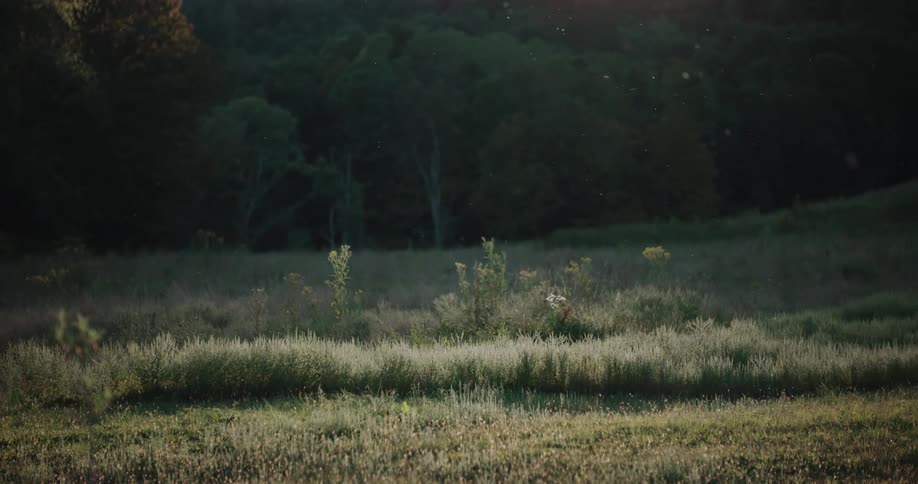 Fireflies blink and float over a sunlit meadow at dusk with a dark forest in the background