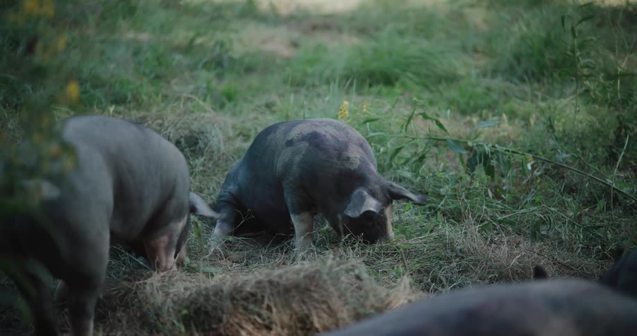 Several large black pigs happily forage and root through the grass in an open pasture
