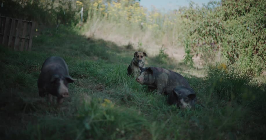 A farm dog sits with a small herd of pigs as they graze and rest in a sunlit field