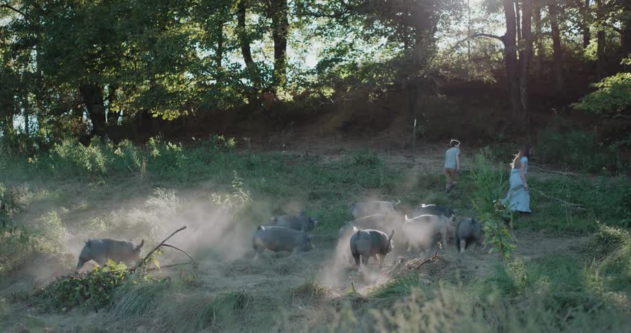 A young boy and girl, with their dog, herd a group of pigs up a dusty hill in a sunlit forest clearing