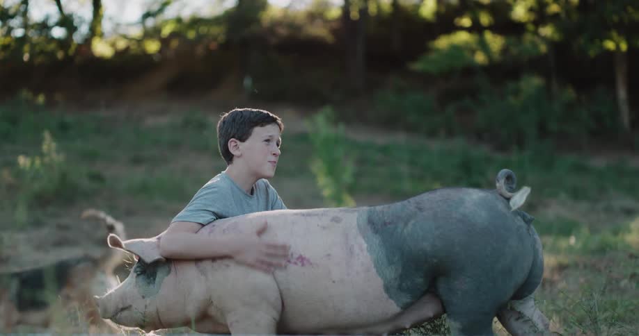 A young farm boy affectionately pets and talks to his large pig in a sunlit pasture