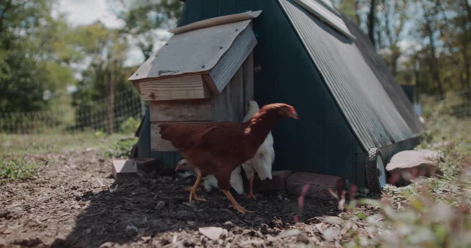 Young brown and white chickens peck at the ground near their mobile chicken coop on a farm