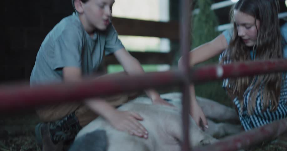 A young boy and girl gently pet a large pig lying on the hay inside a barn