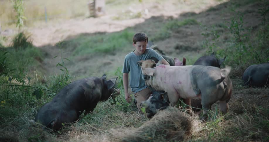 A young farm boy kneels in a sunlit pasture, surrounded by his friendly pigs and playful dog, petting them all affectionately