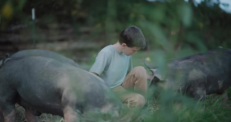 A young boy kneels in a grassy field, gently petting several large pigs as they graze around him in slow motion