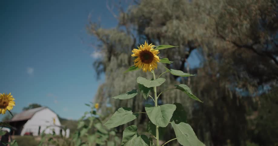 A lone sunflower sways gently in the breeze on a sunny day, with a rustic white barn visible in the background