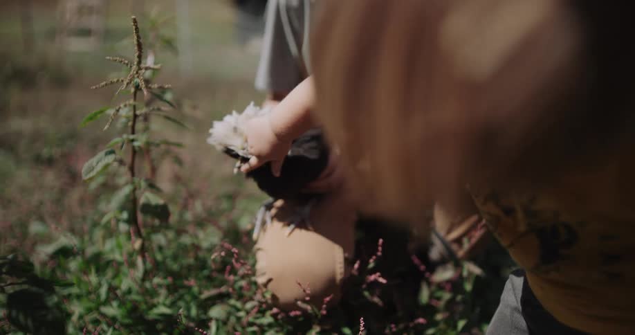 A toddler gently pets the soft, fluffy head of a Polish chicken being held by an adult in a sunlit field