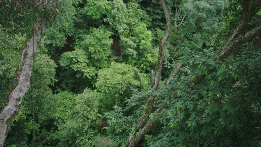 A high angle view captures the dense and vibrant green canopy of a tropical rainforest