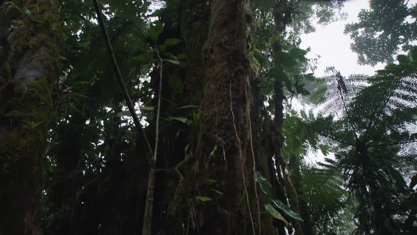 Tilting up the trunk of a giant, ancient tree covered in moss and vines deep within a lush rainforest
