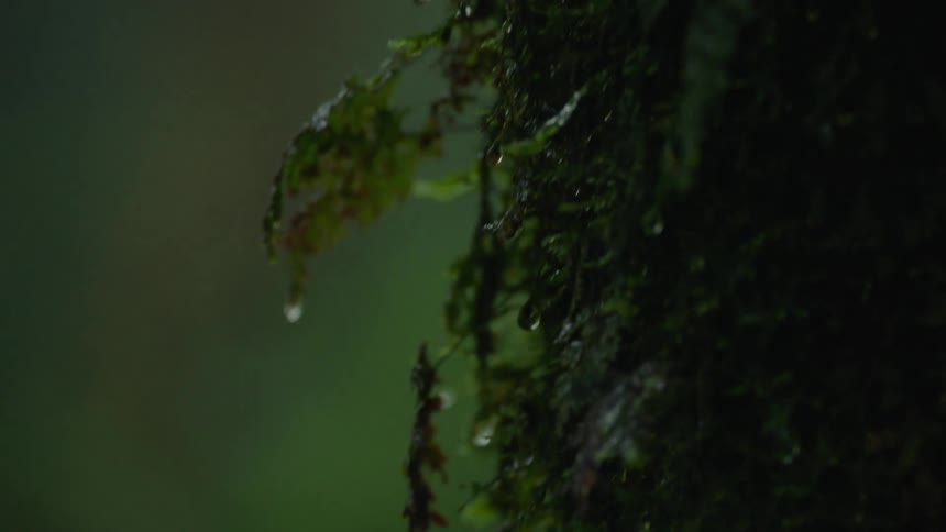 A slow-motion macro shot captures raindrops falling on lush green moss in a moody, dark forest