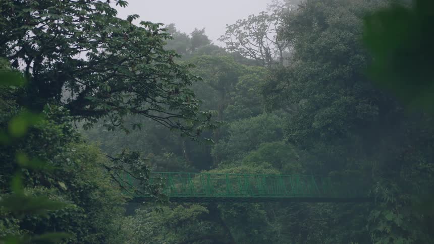 A green steel bridge is suspended in a lush, misty rainforest canopy on a foggy day