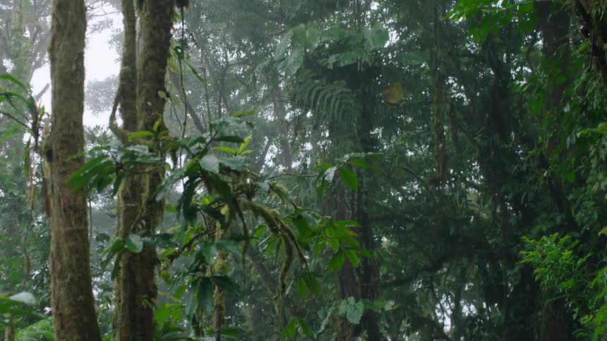 A slow camera tilt reveals the lush, green canopy of a misty cloud forest during a gentle rain