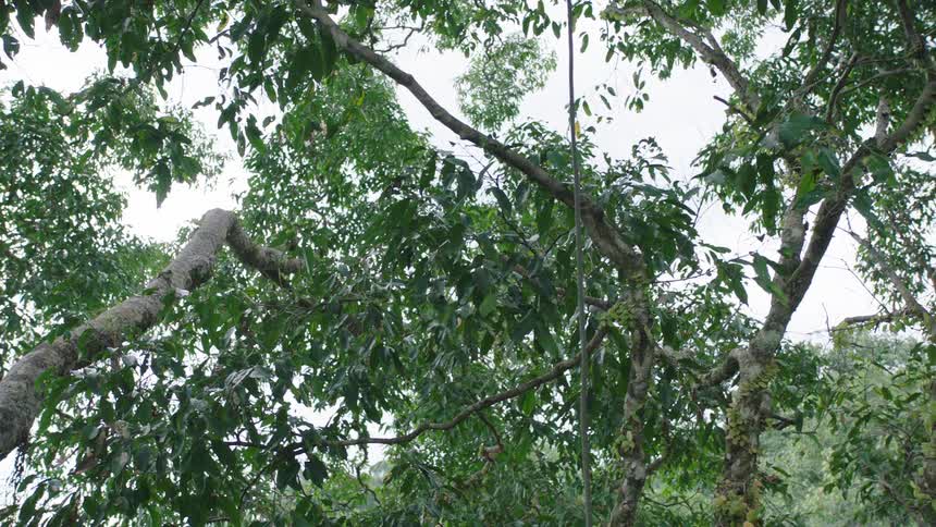 A slow focus pull and zoom out reveals the lush green canopy of tropical jungle trees against the sky