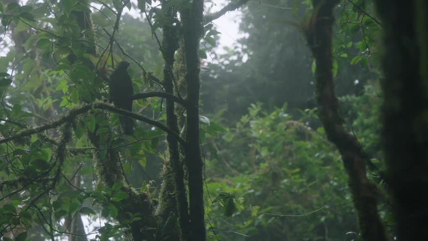 A slow rack focus reveals a black bird perched on a mossy branch in a lush, misty rainforest