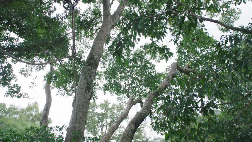 A slow focus pull and pan out reveals the dense, leafy canopy of tall trees in a lush green forest