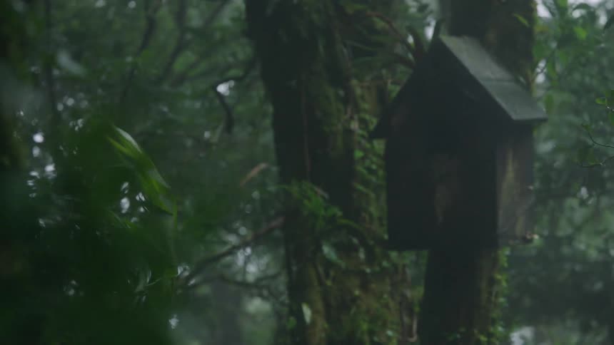 Focus shifts from wet green leaves to a solitary birdhouse on a mossy tree in a foggy rainforest
