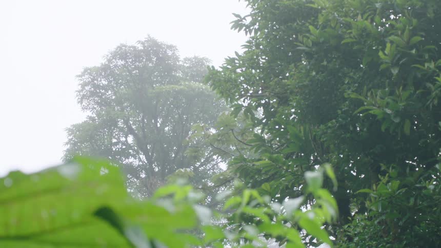 Lush green foliage in a foggy, tropical rainforest with a slow camera pan