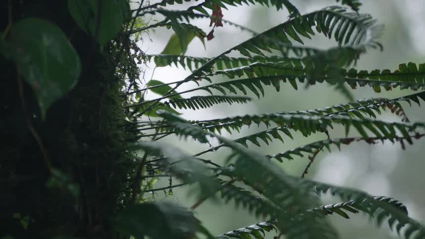 Close up of wet ferns swaying gently in a misty rainforest during a light rain