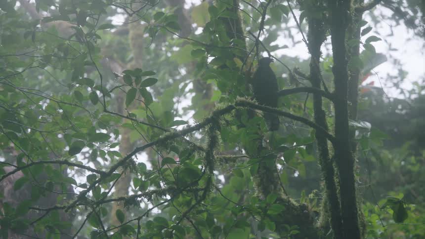 A slow rack focus from wet leaves to a solitary bird perched on a mossy branch in a foggy, rainy jungle