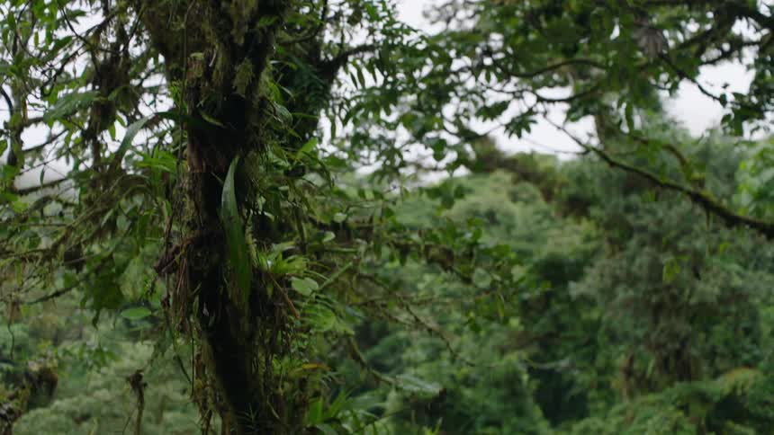 A slow tilt down a moss-covered tree reveals the lush biodiversity of a dense tropical rainforest
