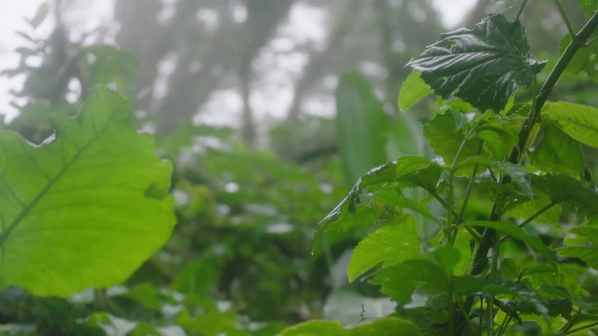 A slow tilt down from the misty canopy reveals the lush, wet foliage of a tropical cloud forest