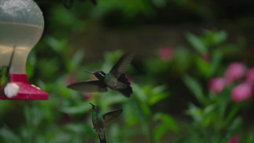 Two beautiful hummingbirds chase each other in slow motion as they compete for nectar at a bird feeder