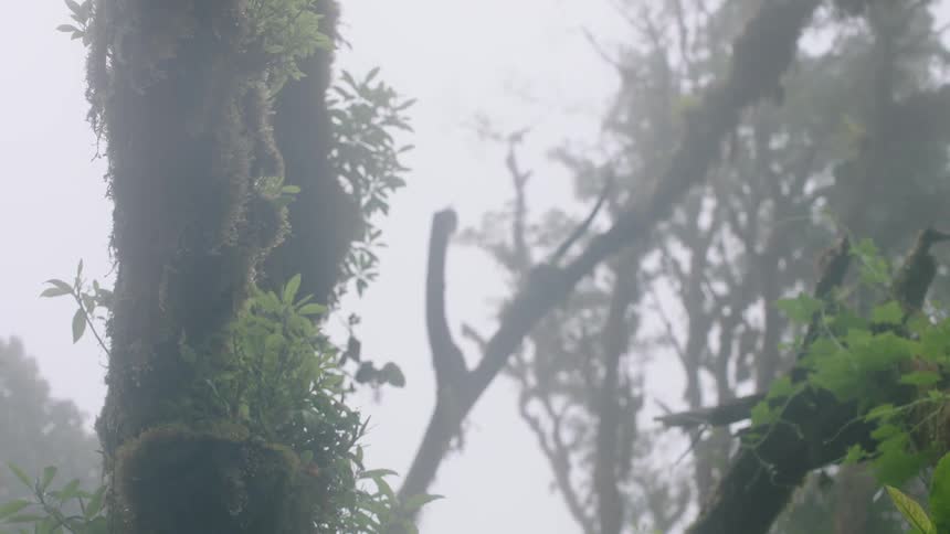 A mossy tree trunk and other lush green foliage stand amidst the thick fog of a mysterious rainforest