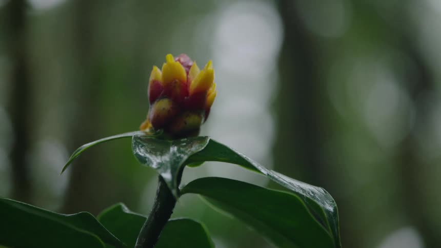 A close-up shot of a wet, yellow and red tropical flower bud swaying gently in a lush green forest