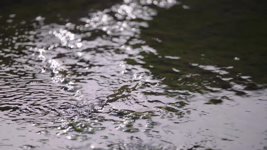 Sunlight glitters and reflects off the calm, slowly flowing water of a shallow, mossy stream