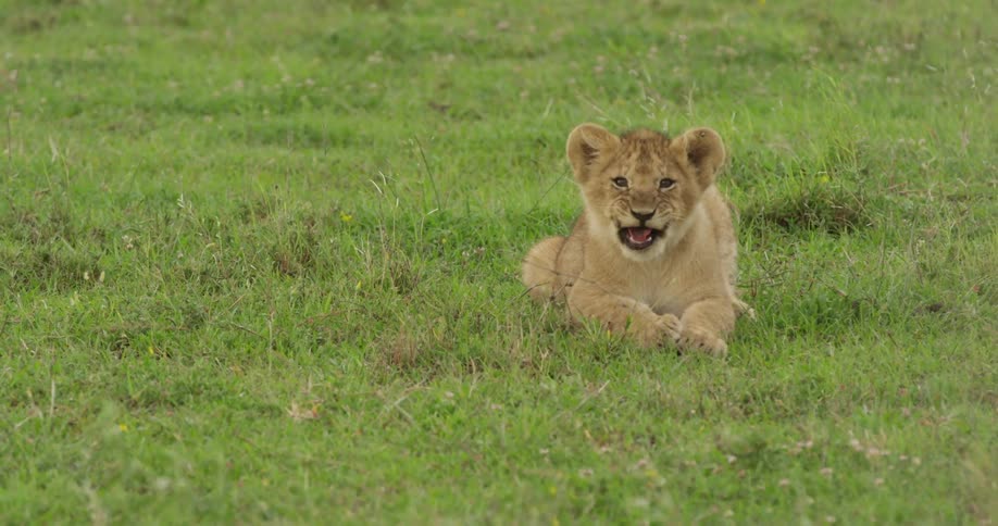 Lion cub licking its lips in the grass