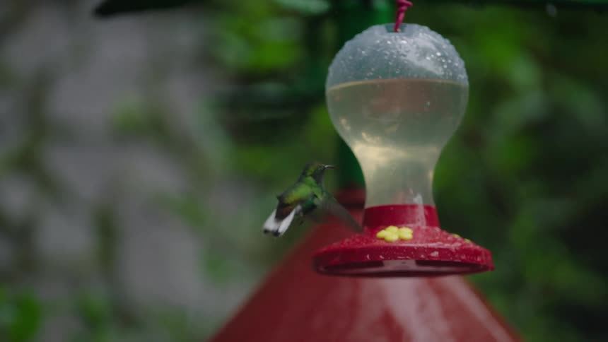 A slow-motion close-up captures a vibrant green hummingbird gracefully feeding from a nectar dispenser amidst lush foliage