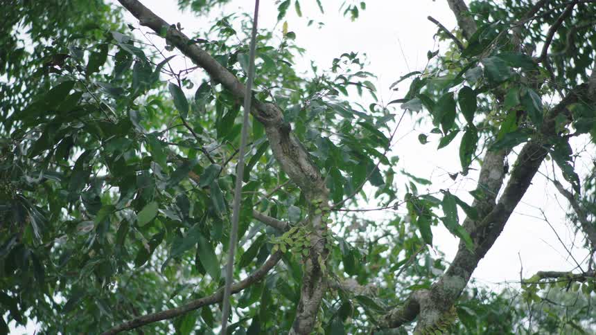 A low-angle slow rack focus reveals the details of a lush green tree's branches and leaves against a bright overcast sky