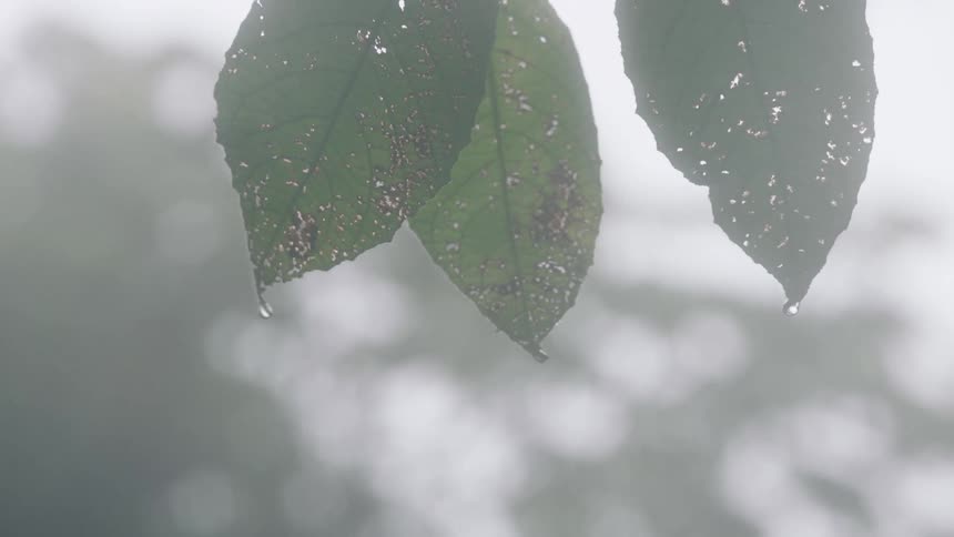 Water droplets cling to the tips of weathered leaves on a misty, atmospheric day