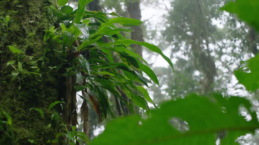 Lush green foliage grows on a moss-covered tree trunk in a damp and foggy rainforest