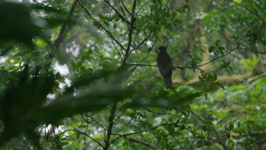 A beautiful Resplendent Quetzal perches on a tree branch in the middle of a lush and misty tropical jungle