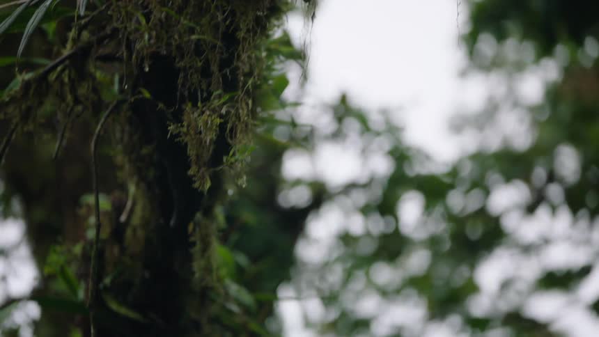 Close up slow motion pan down a mossy tree branch covered in lush green plants in a tropical jungle