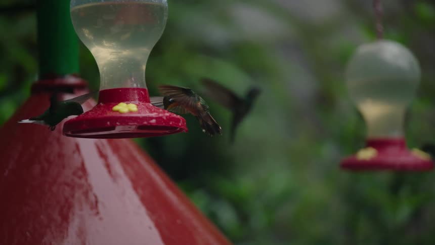A stunning slow-motion shot captures a colorful hummingbird hovering gracefully to drink from a red bird feeder