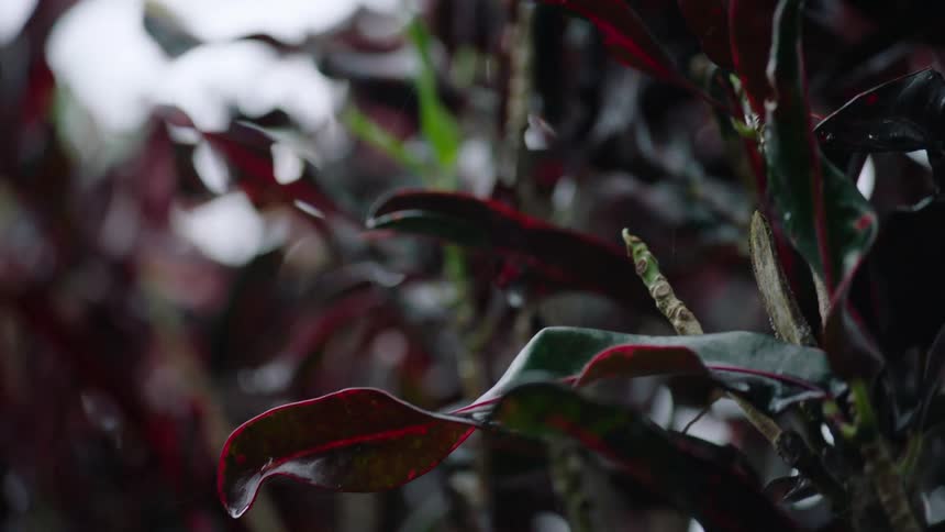 A slow-motion close-up of dark red leaves wet with rain, with water droplets clinging to the foliage