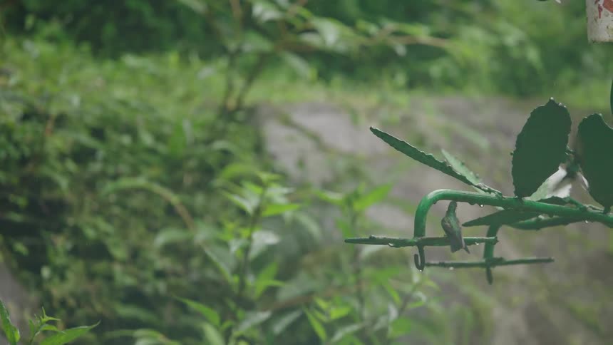 Hummingbirds fly and rest on a green metal feeder in a lush jungle during a rain shower in slow motion