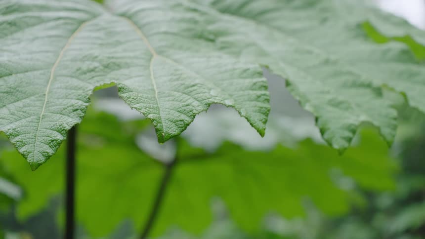 A detailed close-up of a large, textured green leaf with rain droplets on its jagged edges